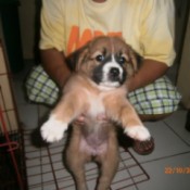 tan and white puppy with dark area on face