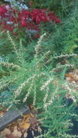 rosemary like plant with seeds