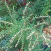 rosemary like plant with seeds