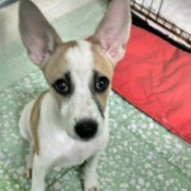 creamy tan and white dog with large ears