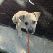 cream colored puppy