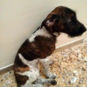 brindle and white dog with freckles