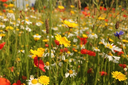 Growing Wildflowers