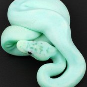 pastel mint green snake