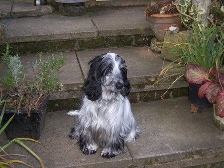 black and white Spaniel