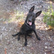 What Breed Is My Dog?
