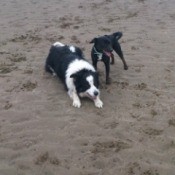 dogs on the beach
