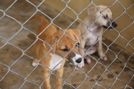 puppies awaiting adoption at shelter