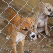 puppies awaiting adoption at shelter
