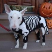 Bull Terrier in skeleton costume