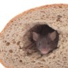 mouse peeking out of a hole in a loaf of bread