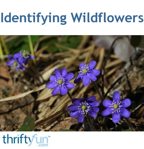 Identifying Wildflowers? ThriftyFun