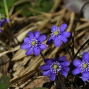 blue hepatica flowers