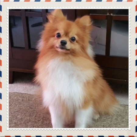 reddish brown and white Pom