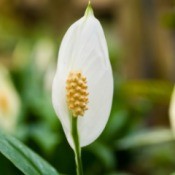 Growing a Peace Lily