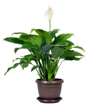 Peace Lily With Brown Leaves