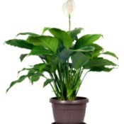 Peace Lily With Brown Leaves