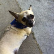 small tan dog lying down