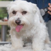 Maltese being clipped