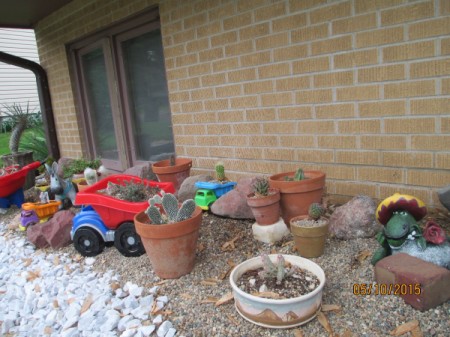 cactus in plastic truck