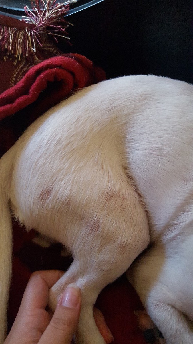 Puppy Losing Hair and Has Red Spots? | ThriftyFun