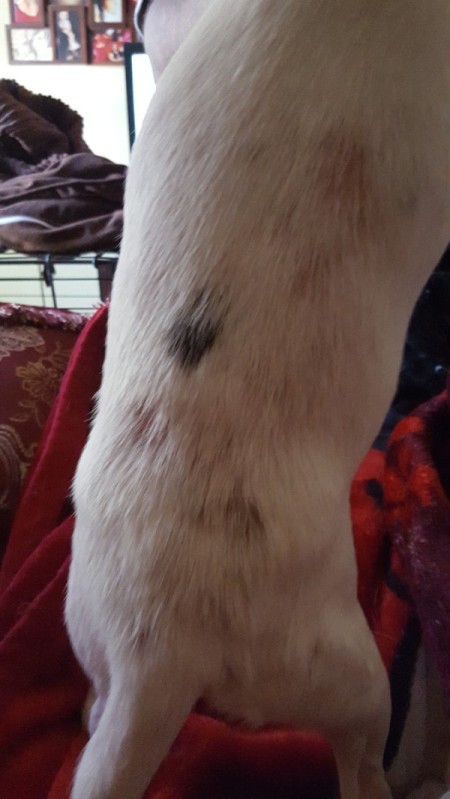 Puppy Losing Hair and Has Red Spots