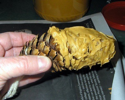 covering pinecone with peanut butter to make bird feeder