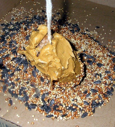 dipping peanut butter covers pinecone in birdseed