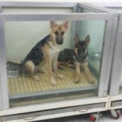 two Shepherds in a pen