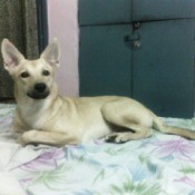 light cream colored dog with Shepherd like look