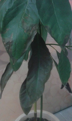 leaves