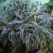 medium to light green elongated leaf with whitish border