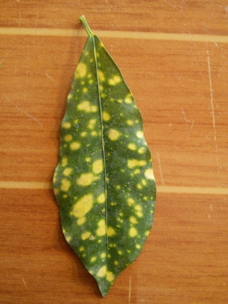 What Are These Plants?