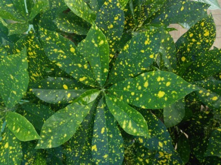 What Are These Plants?