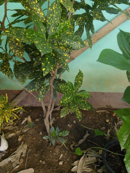 What Are These Plants?