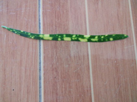 What Are These Plants?