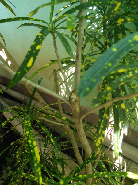 What Are These Plants?