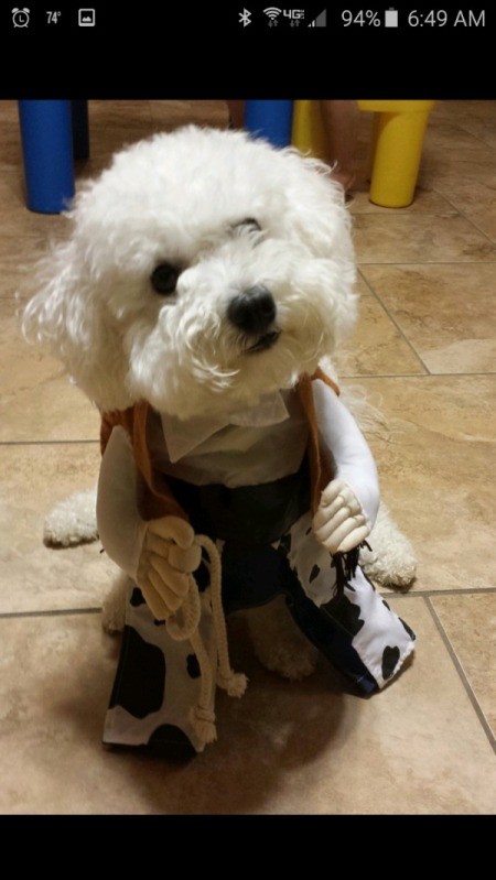 white dog in costume