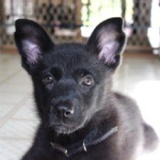 closeup of black puppy