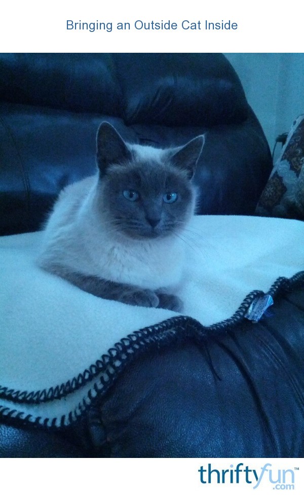 Bringing an Outside Cat Inside? ThriftyFun