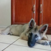 Is My Dog a Pure Bred German Shepherd?