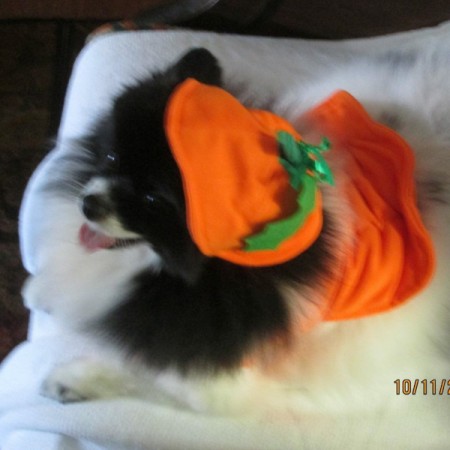 dog in pumpkin costume