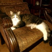 tabby cat on chair