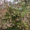Growing a Strawberry Bush (Euonymus americana)