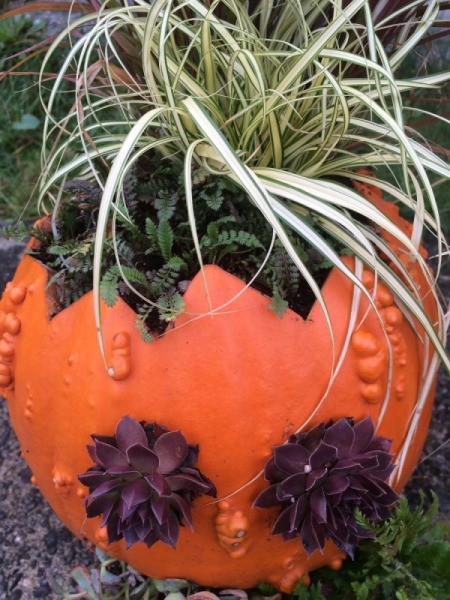 Pumpkin Planters