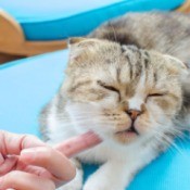 Treating a Cat's Swollen Chin