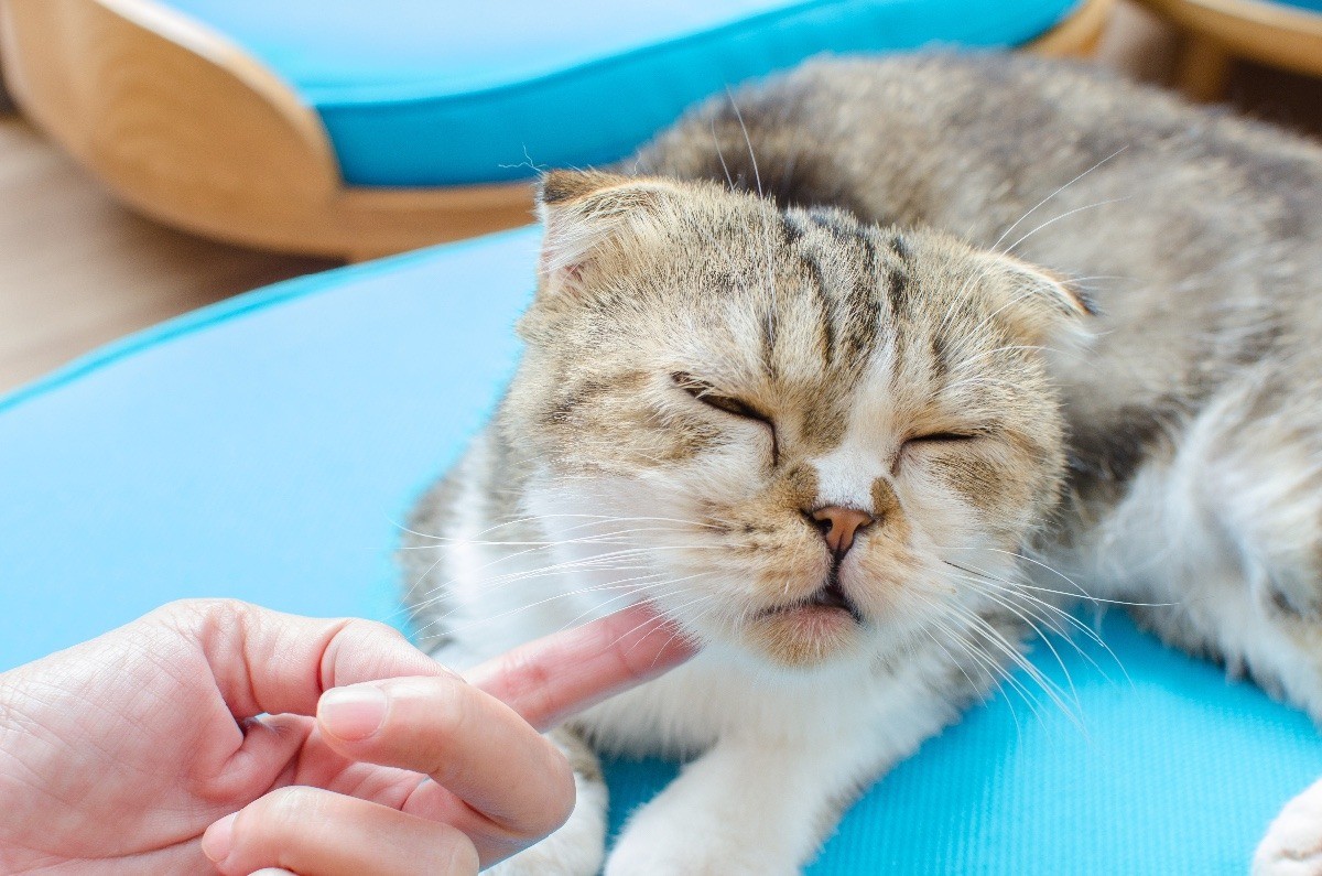 Treating a Cat's Swollen Chin? ThriftyFun