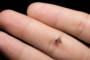 Identifying Little Biting Bugs