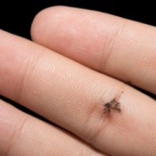 Identifying Little Biting Bugs