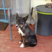 medium tricolored dog